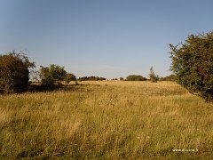 La pelouse calcaire d'Algrange sur la partie nord du plateau